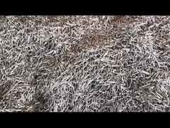 Flat Head Galvanized Zinc Nails 3 polegadas para aplicações ao ar livre