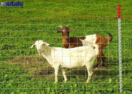 Buy Factory Sale 3ft 4ft 5ft 6ft Cattle Panel Fence Heat Treated For Cows online manufacture